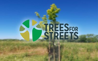 Sponsor a tree outside your home in Hillingdon